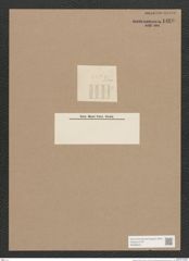 Diatomeae indet. (de-Toni-Nr.: Genus 610) Zeichnungen Sammlung Grunow Nr. 1460 (NHMW-BOT-W0368461)